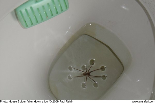 House Spider fallen in a toilet