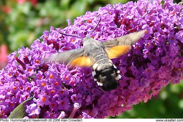 Hummingbird Hawkmoth