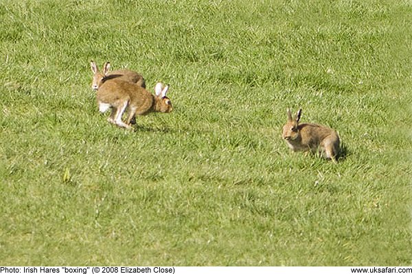 Mad March Irish Hares