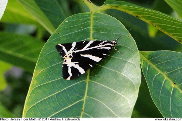 Jersey Tiger Moth