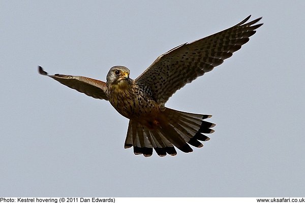 Kestrel Hovering by Dan Edwards