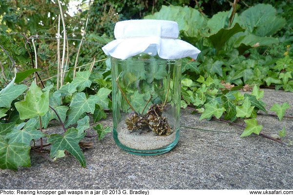 Knopper Galls in a glass jar