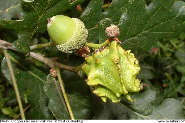 Knopper Galls growing on an oak tree