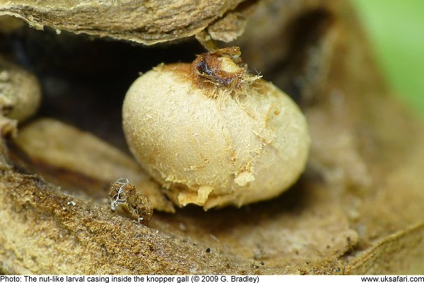 Knopper Galls growing on an oak tree