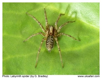 Labyrinth Spider