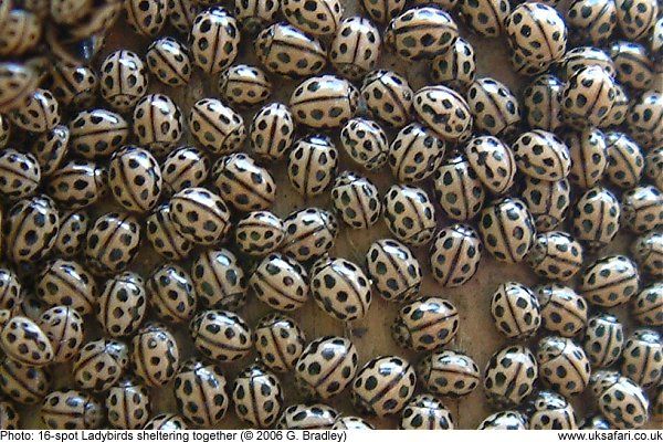 Ladybirds sheltering in a group