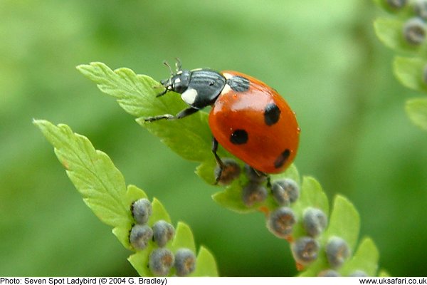 7-spot Ladybird