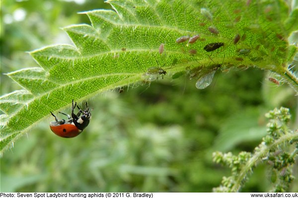 7-spot Ladybird hunting aphids