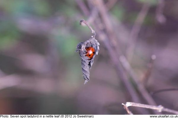 Ladybird sheltering in a dead leaf