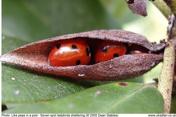Ladybirds sheltering in a pod