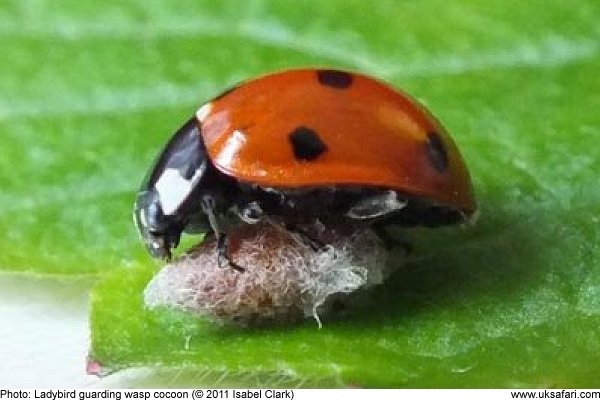 Ladybird guarding cocoon