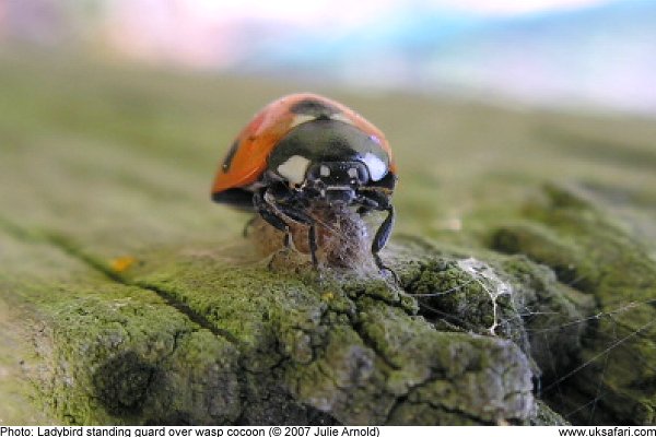 Ladybird guarding wasp cocoon