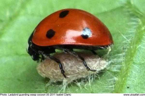 Ladybird guarding wasp cocoon