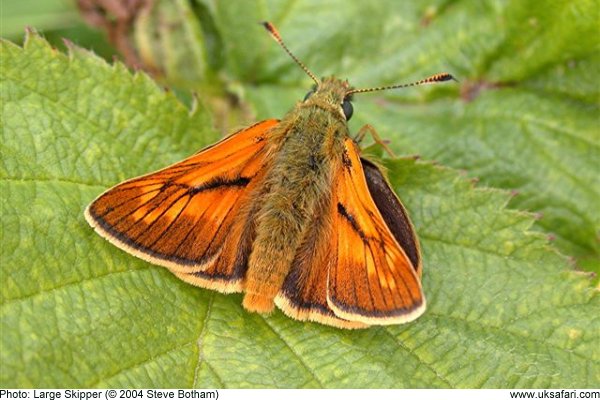 Male Large Skipper Butterfly