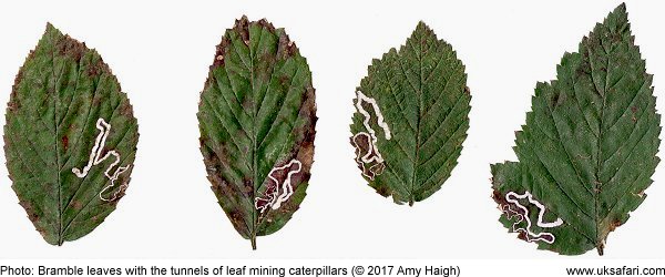 more leaves showing the trails left by leaf mining moth larvae