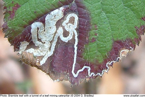 bramble leaf showing a tunnel, or mine left by a moth larva
