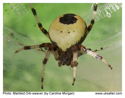 Marbled Orb-weaver Spider