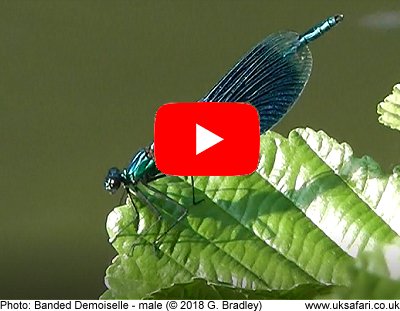 Banded Demoiselle