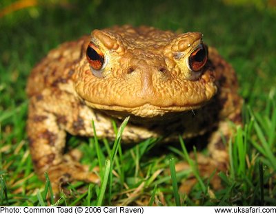 Common Toad