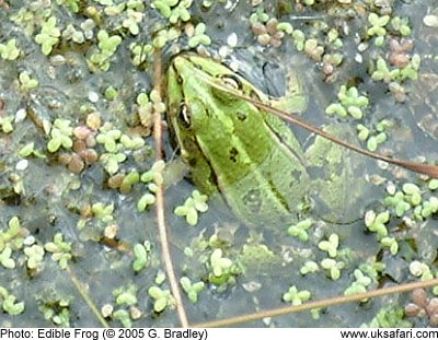 Edible Frog