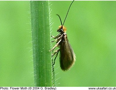 Flower Moth