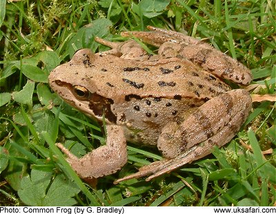 Common Frog