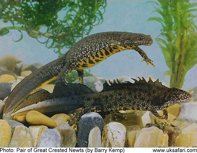 Great Crested Newt