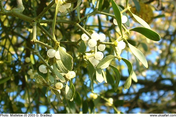 Mistletoe growing on a tree