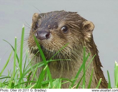 Otter