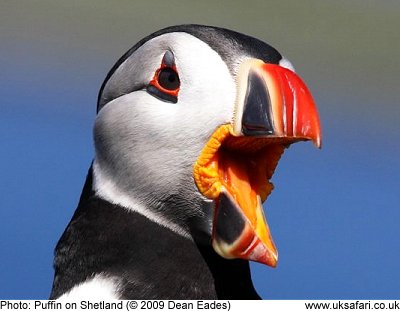 Puffin