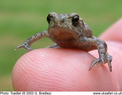 Toadlet