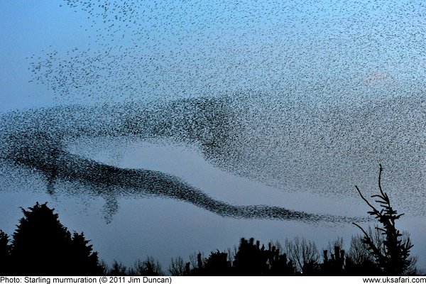 Starling murmuration by Jim Duncan