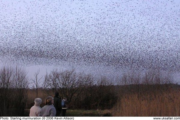 Starling murmuration by Kevin Allison