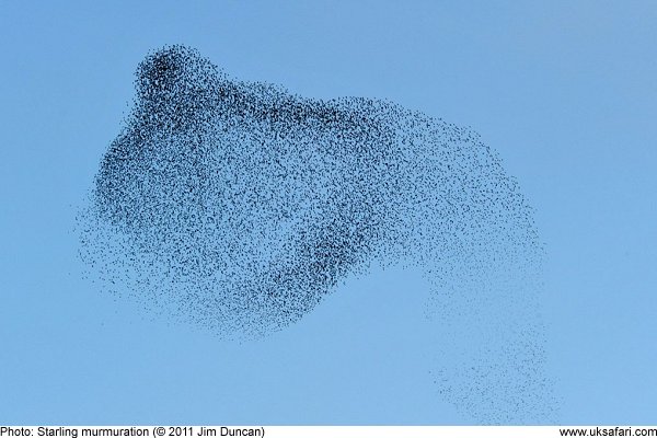 Starling murmuration by Jim Duncan