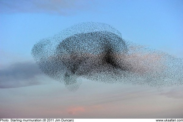 Starling murmuration by Jim Duncan