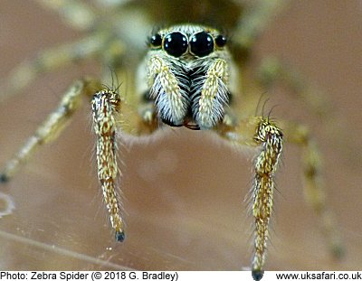 Zebra Spider