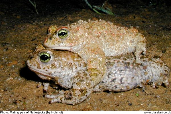 Natterjack Toads mating