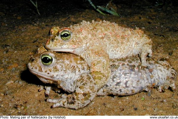 Natterjack Toads mating