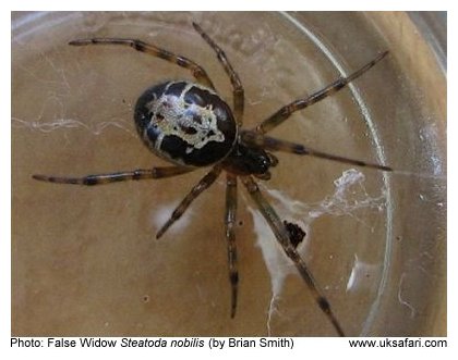 False Widow Spider