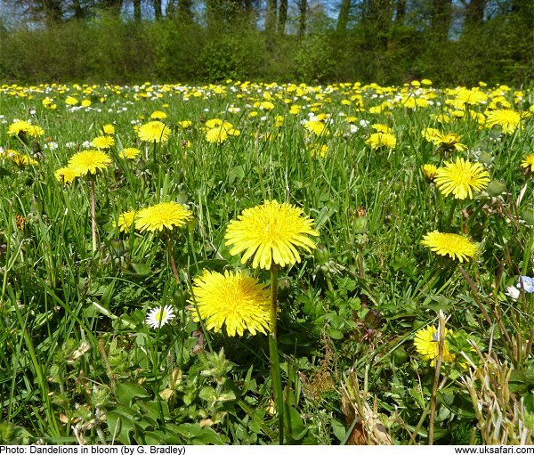 Dandelions growing on a roadside verge