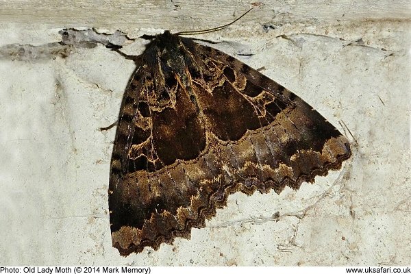 Old Lady Moth