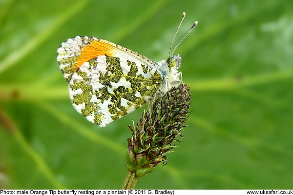 male Orange Tip Butterfly
