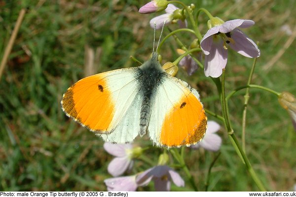 a male Orange Tip Butterfly