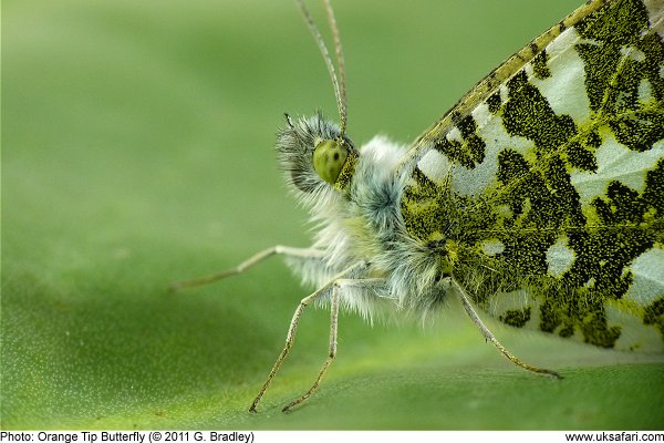 close up of a male Orange Tip Butterfly