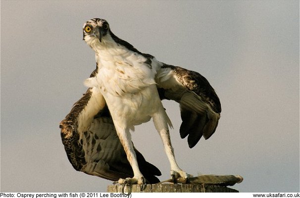 Osprey with fish