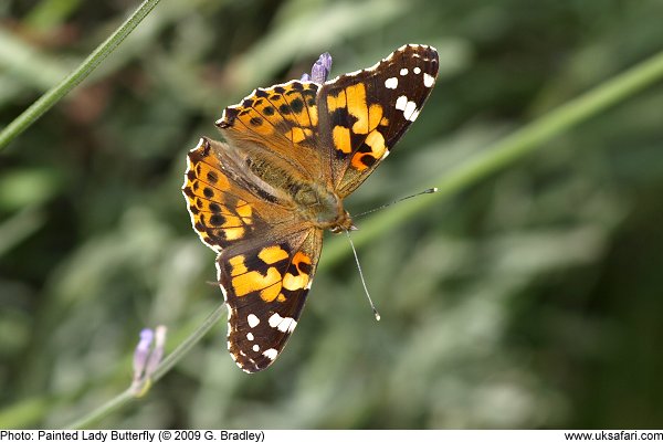 Painted Lady Butterfly