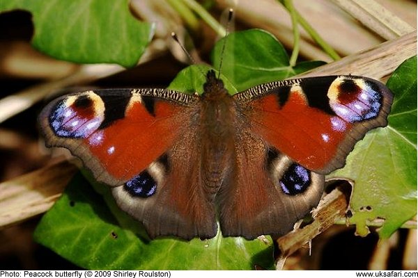 Peacock Butterfly