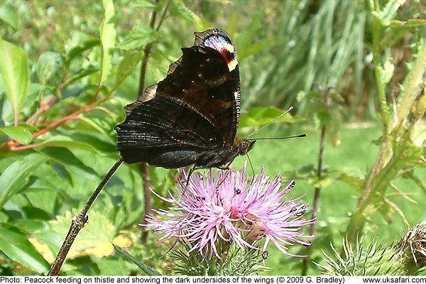 Peacock Butterfly