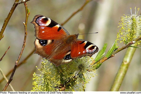 Peacock Butterfly