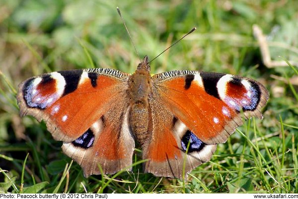 Peacock Butterfly